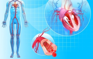 Diagram of how the bodys circulation system works