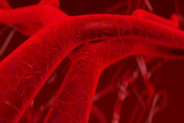 artery vs vein